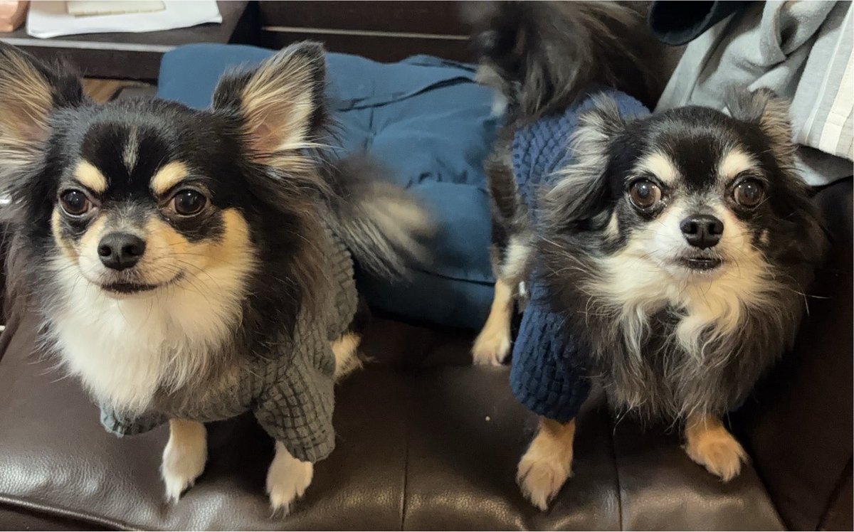 U_jinbe's tweet photo. 今朝も4時台起床5時にはジム着を達成。本当は死ぬほど眠い。我が子（チワワ・2頭）にすりすりされて、そのフワフワを抱いて寝ていたい。だがま、なんとか起きてジムへ。

いやはや、今朝はマジ眠かったー😭 https://t.co/zb2hPwFmr5