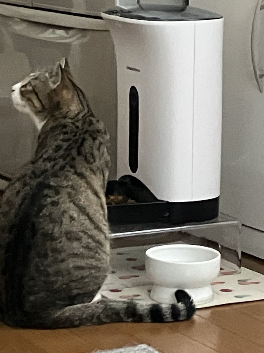 monkichi0305's tweet photo. 朝ごはんはいつも
3階で寝てるパパを気にしながら…
パパがいつ起きても挨拶できる準備をしているもん吉

#保護猫からうちの子に #猫好きさんと繋がりたい #猫のいる暮し 
#愛くるしい https://t.co/zaO3C9UE7W