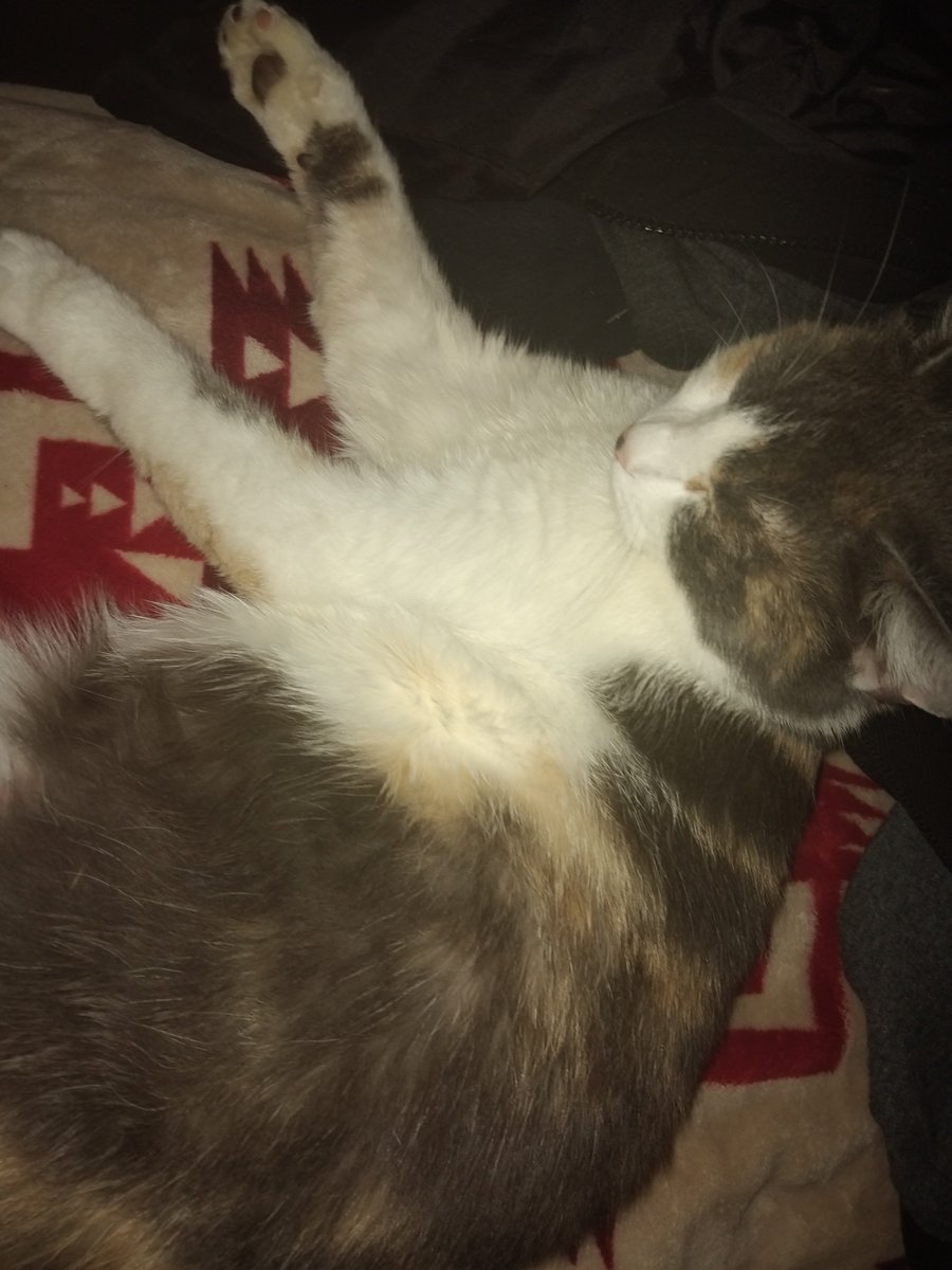 Corvus_Reaper74's tweet photo. @KumiVT Her name's Sadie https://t.co/TuYzCQ2rci
