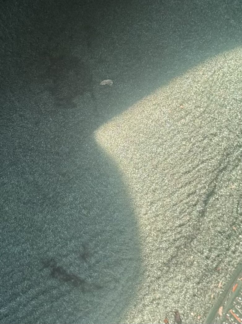 customz3ro's tweet photo. @cutiepiealice1 even this simple carpet stain looks like an eye and a slight smile to me.

I cant escape it this feels like an absolute trap, there are days where i just want this hell to end i feel like im actually in a type of purgatory where i am going to constantly see eyes https://t.co/iZDKEpXa2i