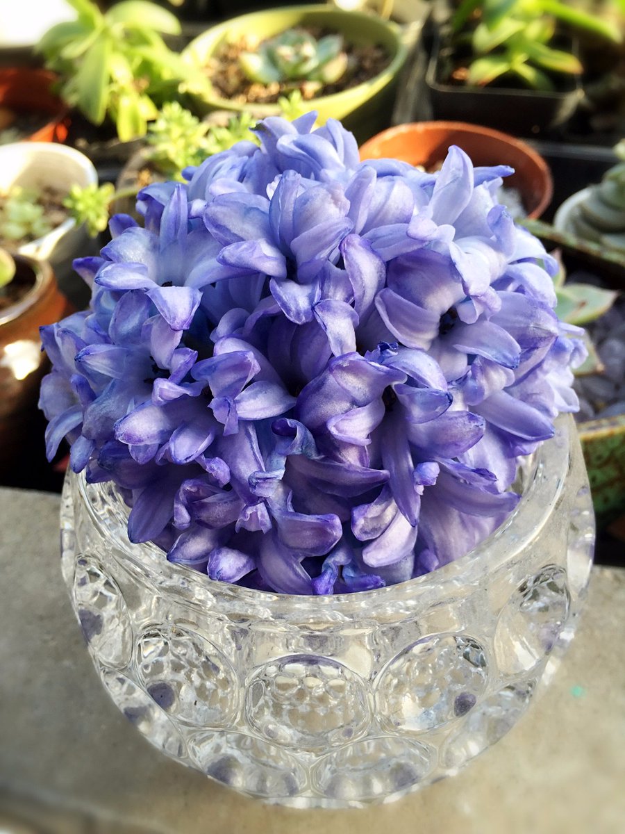 DeepakS12299077's tweet photo. Today’s 10-minute DIY: Upcycle old mason jars into chic plant vases! Add some paint u0026 twine for that cozy home vibe. Save this for your next craft day! #DIYCrafts https://t.co/Qxyx4w4ZMn