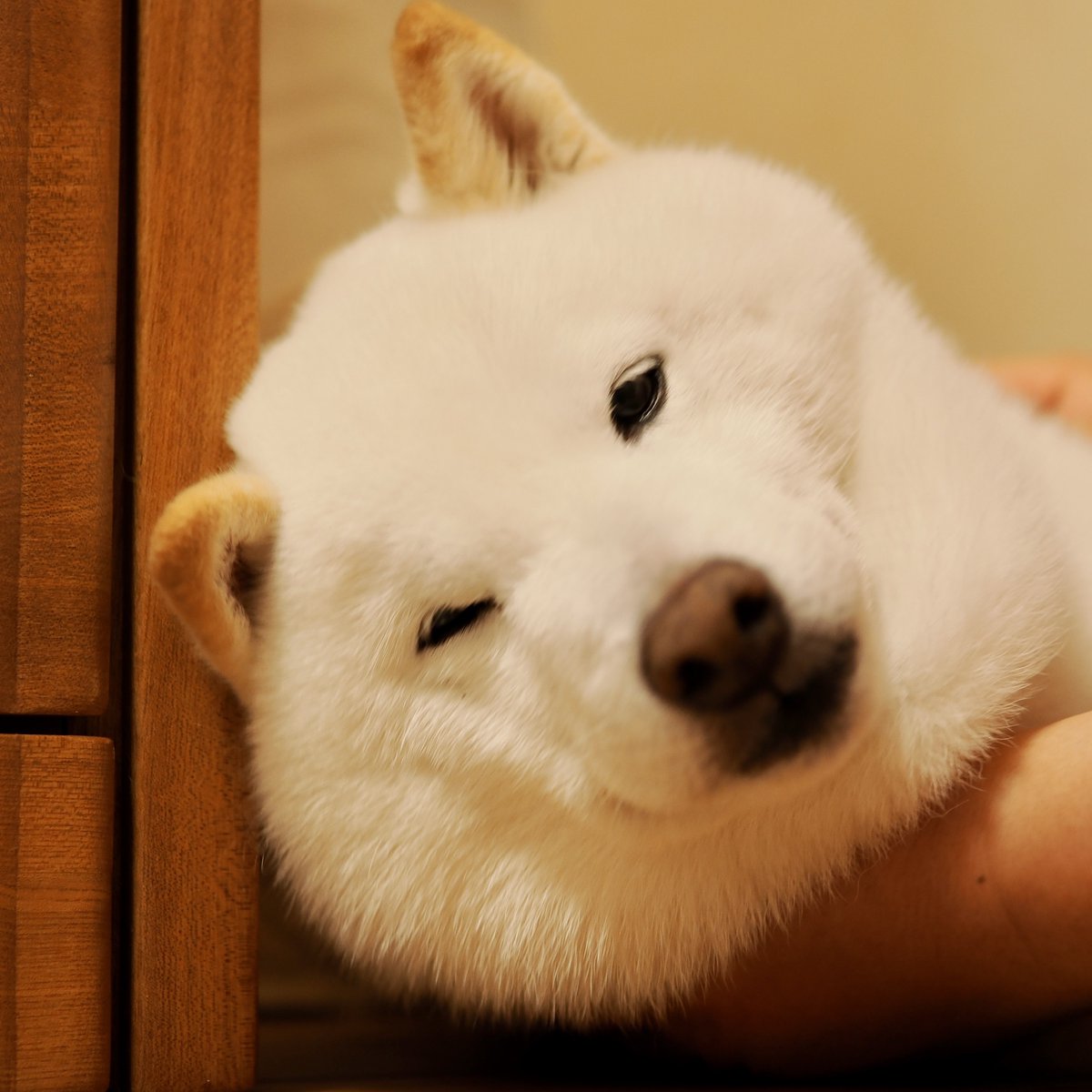 Latte_Shibainu's tweet photo. こねくりおはラッちゃん。 https://t.co/yedNr9IKRV
