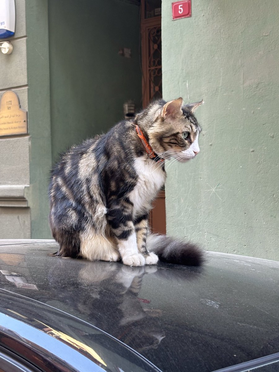 Manalase17's tweet photo. Pretty cats too https://t.co/kf94LJwAiU