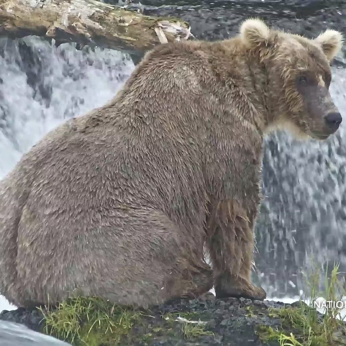 exploreorg's tweet photo. Queen Grazer - Fan Cam photo of the day. https://t.co/KmXhRHNerb