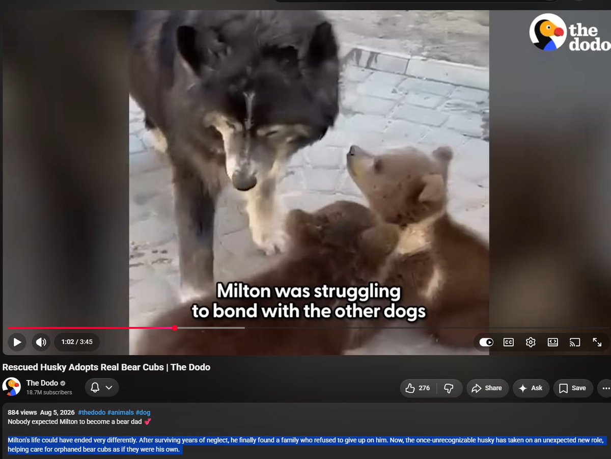 Goated_Dev2's tweet photo. this dog named Milton just got a video by The Dodo and will go viral af

he was abused his whole life, and now has adopted a whole pack of Bear cubs, 

This is some movie type narrative and fits perfectly with Nietzsche's Übermensch Philosophy of leaving behind your past and forming your own viewing and philosophy
https://t.co/cZzDprSADe