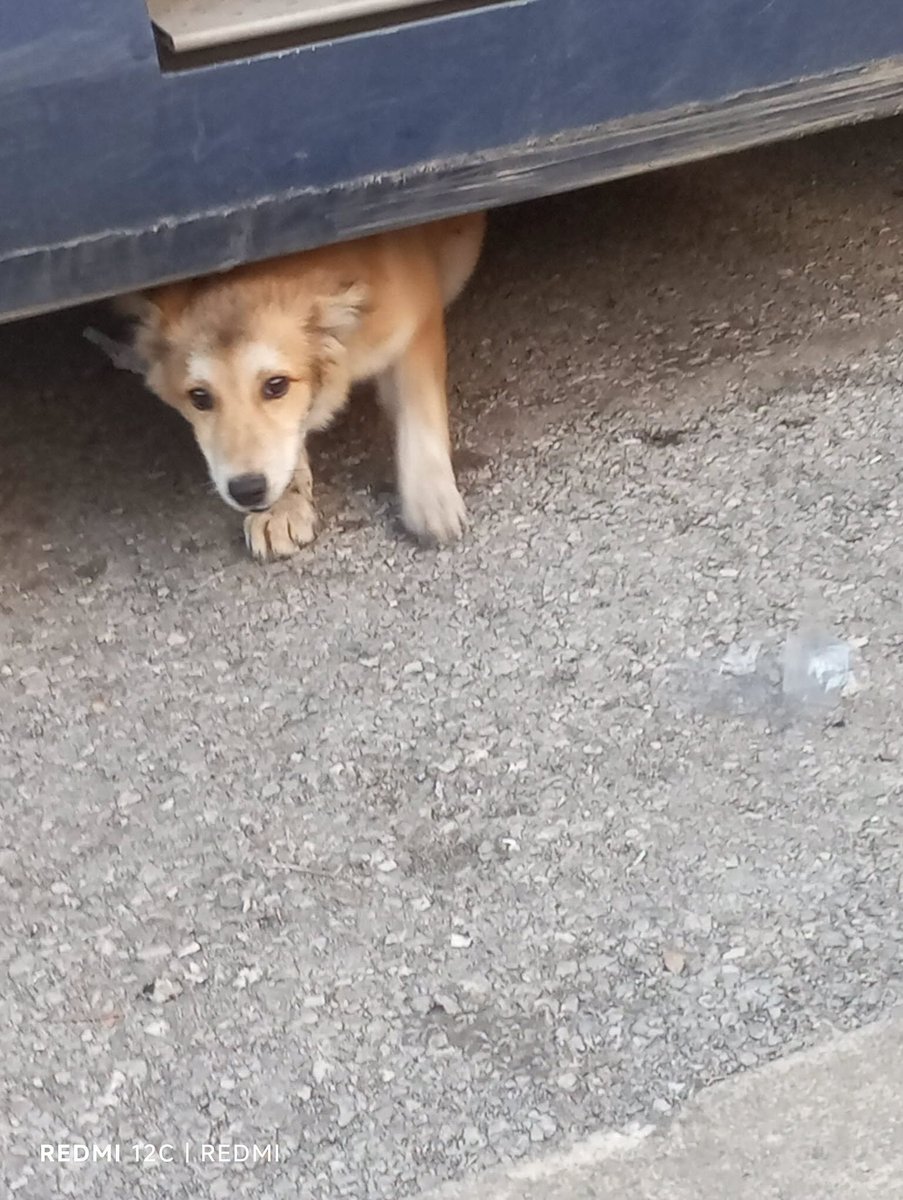 zllktlr's tweet photo. "Park altındaki tırın altında bulundu.Zorla çıkarıldı.Terk edildiği için korkmuş.Daha yavru, bu yaşta terk edilmenin acısını yaşadı.Erkek, yuva arıyor.İletişim:+90 (507) 609 95 53 Trabzon  https://t.co/VFDCinEf0v https://t.co/dEClhlJgTq
