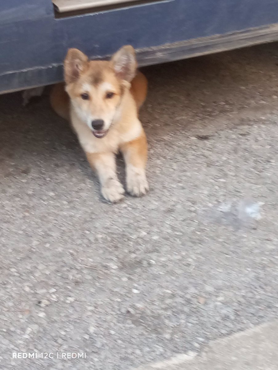 zllktlr's tweet photo. "Park altındaki tırın altında bulundu.Zorla çıkarıldı.Terk edildiği için korkmuş.Daha yavru, bu yaşta terk edilmenin acısını yaşadı.Erkek, yuva arıyor.İletişim:+90 (507) 609 95 53 Trabzon  https://t.co/VFDCinEf0v https://t.co/dEClhlJgTq