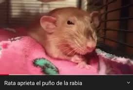 Gianashe's tweet photo. Rata aprieta el puño de la rabia https://t.co/1uQXoYwmPU