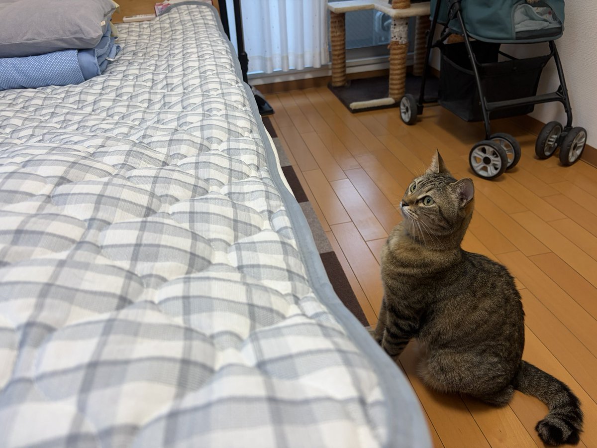 LoveCatsWerKl's tweet photo. ひかる
「、、、ベッドに
違和感があるニャ」
「なんや?このもっこりは?」
チラッ
こはく
「やっぱり、広い方がええわ^ ^」
#そら #sora #寺眠子屋 #ひかる #hikaru #保護猫カフェ #maron #ちまき #chimaki #こはく #kohaku https://t.co/3KsIhjWAy4