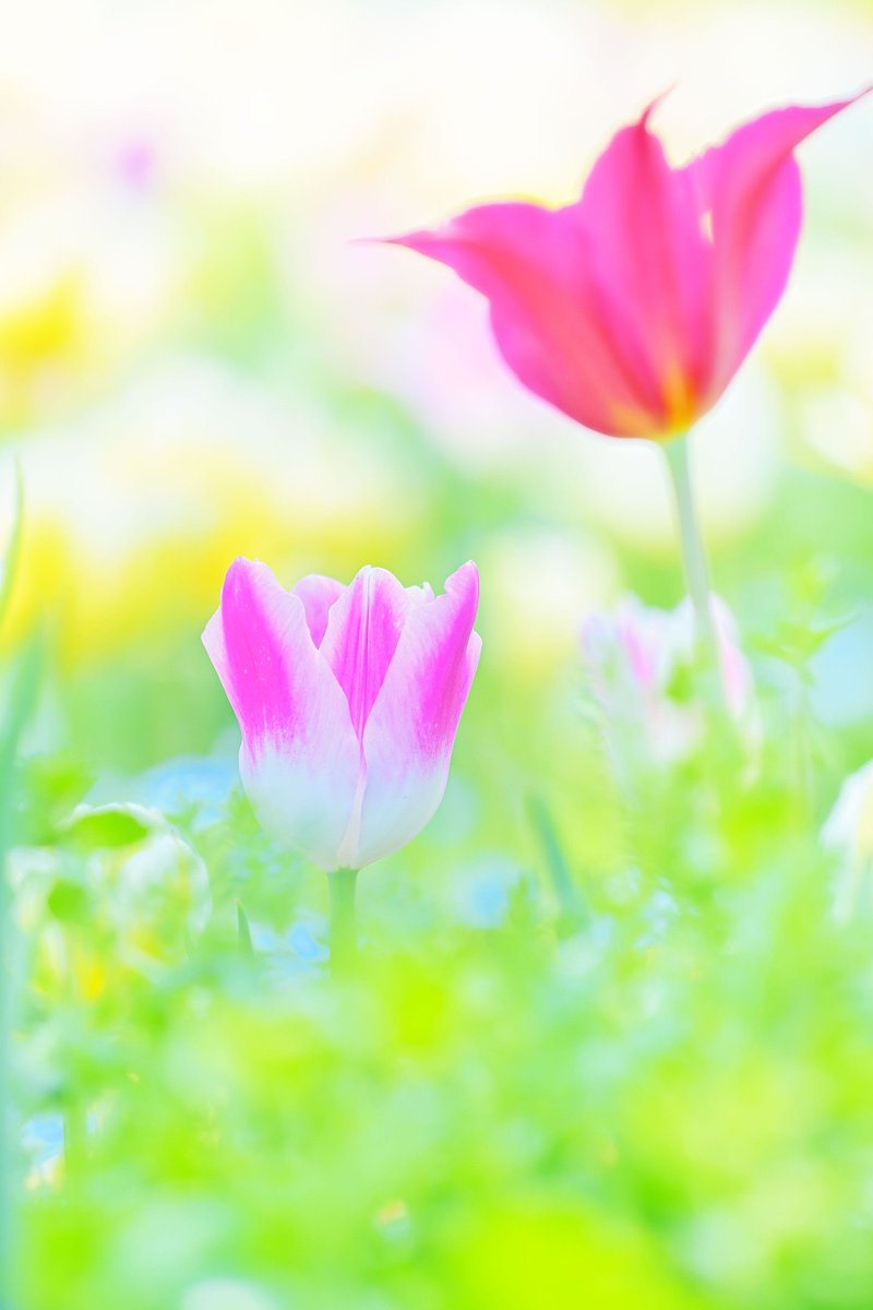 nob_neko_rider's tweet photo. おはようございます☀

昨日は🍰を買って帰ったら、妻は仕事で疲れて爆睡中...
無理に起こさず様子を見ていたら、どうにか22時過ぎに起きてきて、セーフw

妻は🍰で思い出して、あーー！って驚いてましたよ笑
そして夜中に仲良く食べました😊

今日も平和な一日を✨️ https://t.co/LO3tCEHozK