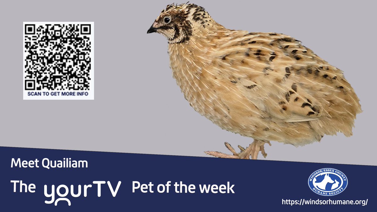 yourtvwindsor's tweet photo. Meet Quailiam the yourtv pet of the week! 

To adopt them or for more information please follow the QR code or follow the link below:  
https://t.co/qJj0yyVRh7

@windsorhumane

#petoftheweek  #yourtv #trulylocal #windsorhumanesociety #yqg https://t.co/4I1RC5ednY