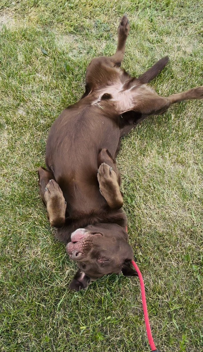 JacobJPhillips's tweet photo. My #StepDog CREED • Rolling In The “ Deeeeep” 🎶 #Grass #lol

#Dog #Dogs #Family #Pet #Pets #Animal #Animals #Labrador #ChocolateLab #ChocolateLabrador 🐕 • 

#Winnipeg #Manitoba #Canada 🇨🇦 #JacobPhillips #JacobJPhillips #FYP @Canada @JacobJPhillips https://t.co/IkDd6zaqu7