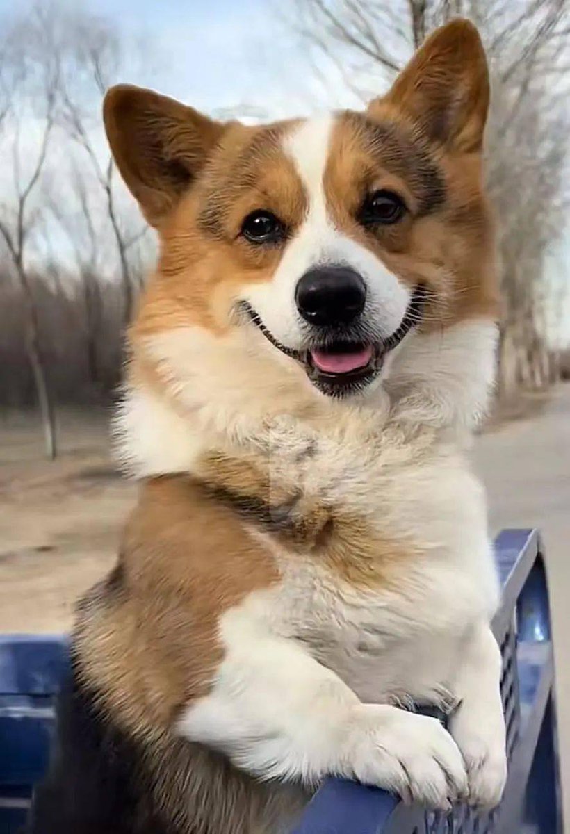 ccaa0s's tweet photo. 下班推开门就撞见毛团子扑怀里，刚理好的卫衣沾了满手爪印，可疲惫感瞬间被软乎乎的小尾巴扫没了。谁懂啊，有毛孩子当家人的日子，连晚风都比往常温柔～， https://t.co/qEF5yUmrwb