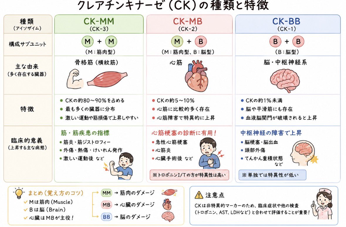 nursealpha0808's tweet photo. 【CKの種類】
CKは筋肉や脳に存在する酵素であり、様々な病態を示唆します✏️

CK-MM→『骨格筋』のダメージ
CK-MB→『心筋』のダメージ
CK-BB→『脳』のダメージ

臨床でも役立ちますし、国家試験に出題されることもありますので是非ご確認を👇 https://t.co/m8skM9PHTL