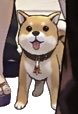 shegumonmyshoe's tweet photo. Have you seen my 🐕 dog? Now you have! https://t.co/Pjwk32kuyS