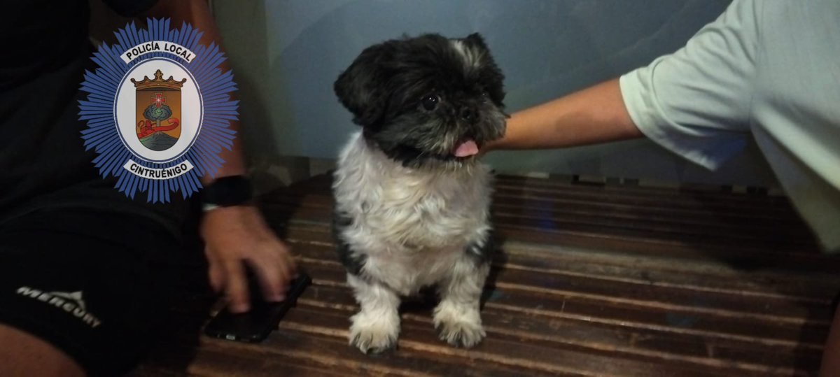 PLCintruenigo's tweet photo. Cachorro 🐶 extraviado.
Trasladado por @PLCintruenigo al #LazaretoComarcal en el #Culebrete.
Si es tuyo pasa a recogerlo. https://t.co/vHzuOTqnJv