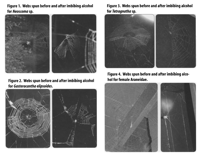 MarielGC15's tweet photo. @BDupaincheng Yes, spiders can get drunk and it affects their webbing skills https://t.co/NitUeiB3hr