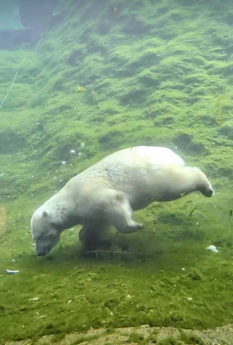 salvator280's tweet photo. El oso busca
alimento en el mar
como yo amar
#senryu
#poesía https://t.co/7F2X0VQrx0