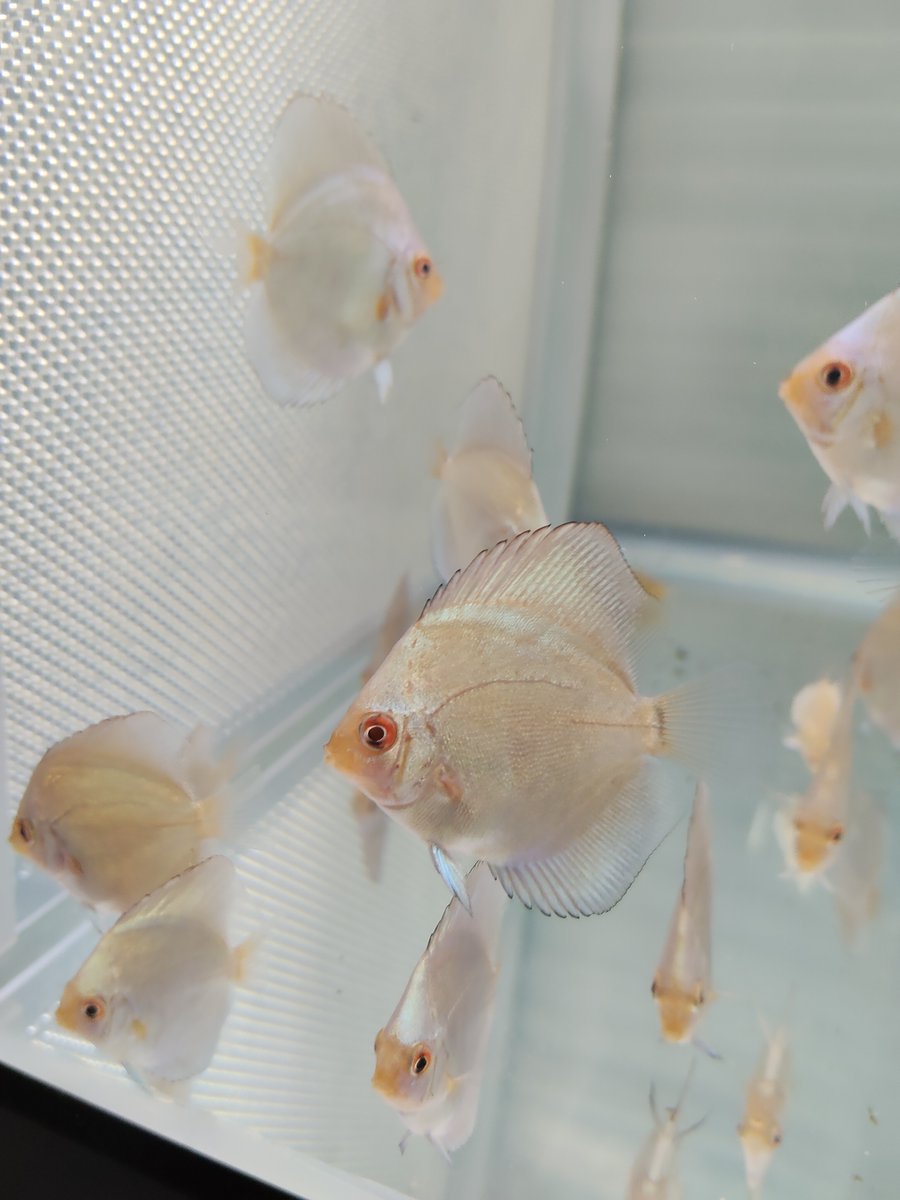 ryudiscus's tweet photo. ここからの成長が現在の大きな課題🐟️
#ディスカス https://t.co/KHjwDISil2