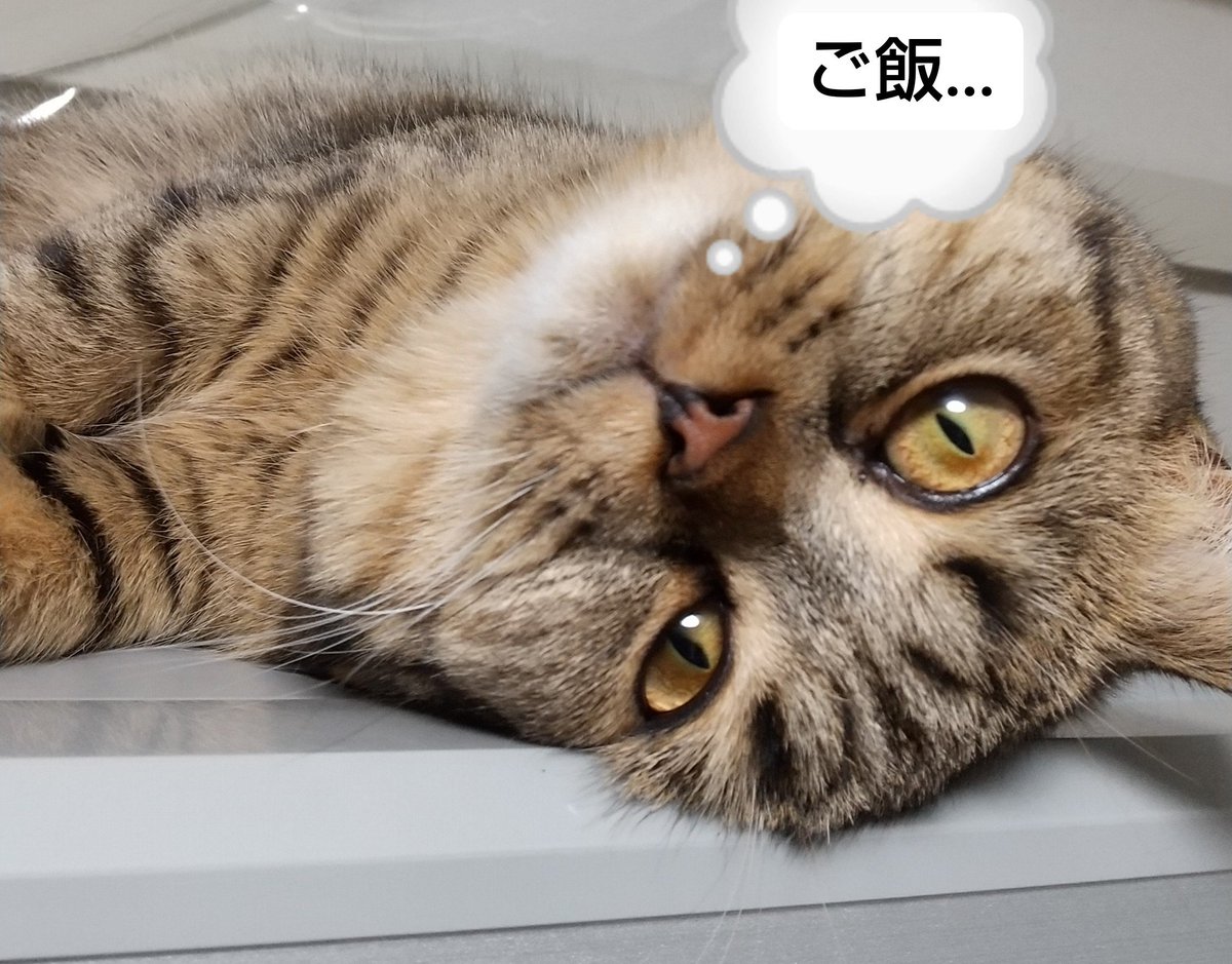 Anello_FF11's tweet photo. おはようごぜーにゃす🐱
今日も頭の上がモジャってする
指で毛をくるくるしてたら尻尾がビターンがきた
気持ちいい🐾 https://t.co/WwZhSFUsAB