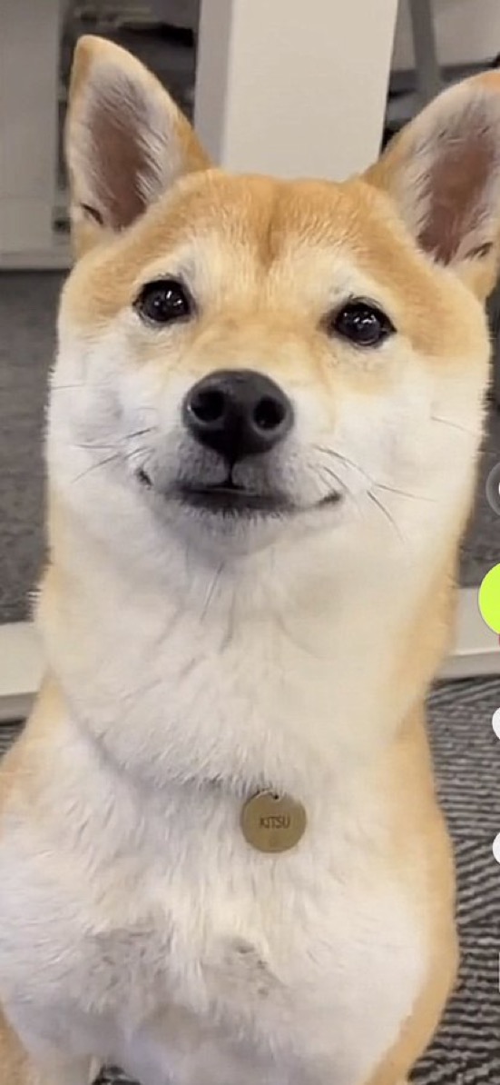 bftdtrading's tweet photo. robinhood has an office dog. it shows up in their own content for years

nobody ever asked whose dog it is

it's Kitsu. and it's @vladtenev's

receipts 👇 https://t.co/ljzrQrQvtW