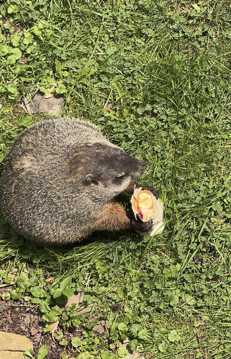 JeffDaHog's tweet photo. $JEFF just tryna eat! 🌯🦫🦫🦫 https://t.co/1vqqEpNDZG