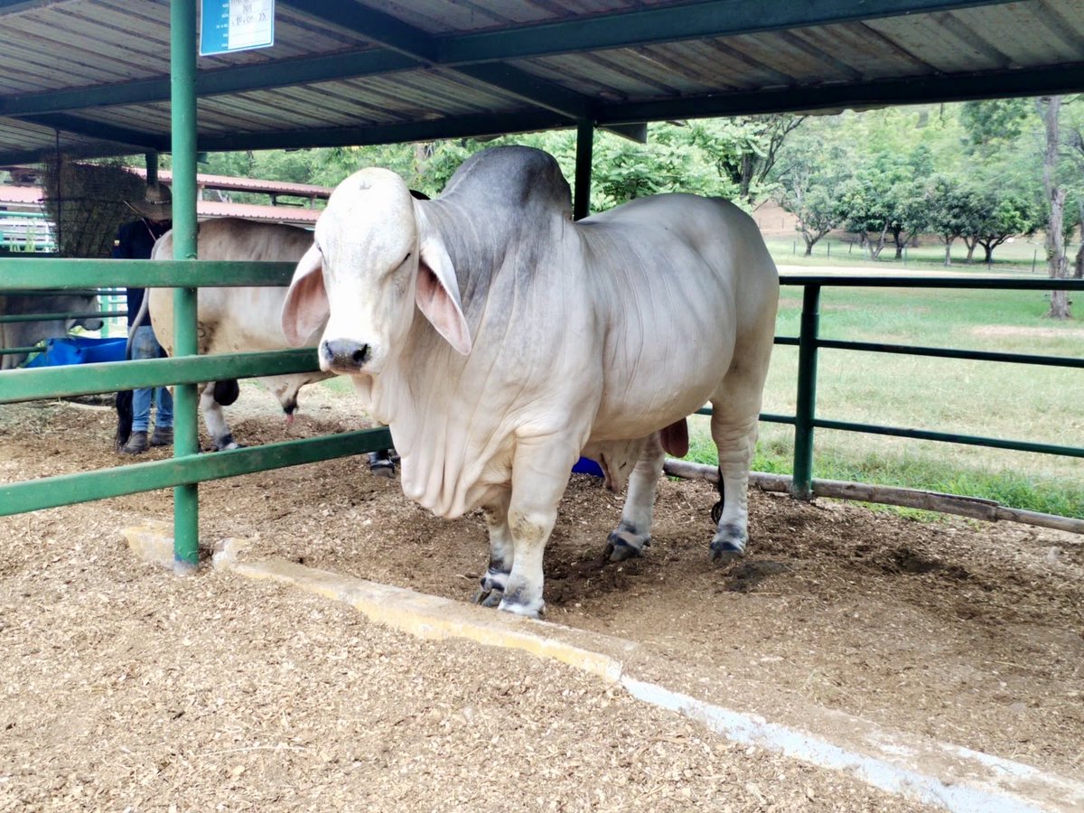 INIAPECUADOR's tweet photo. El INIAP y el Instituto de Reproducción Animal de Ecuador (IRAE) canalizarán una alianza estratégica para impulsar el mejoramiento genético de bovinos. 🐂

Esta iniciativa promoverá el uso de biotecnologías reproductivas y adaptabilidad climática fortaleciendo el sector pecuario. https://t.co/2KIWmOTCQi