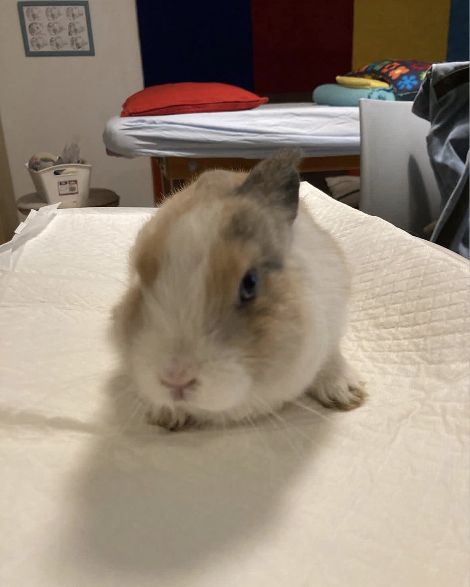 KateRbT's tweet photo. That Kiki . Say hi to my little buddy. Today is his 2 year birthday 🎉. https://t.co/JU35kjVqCt