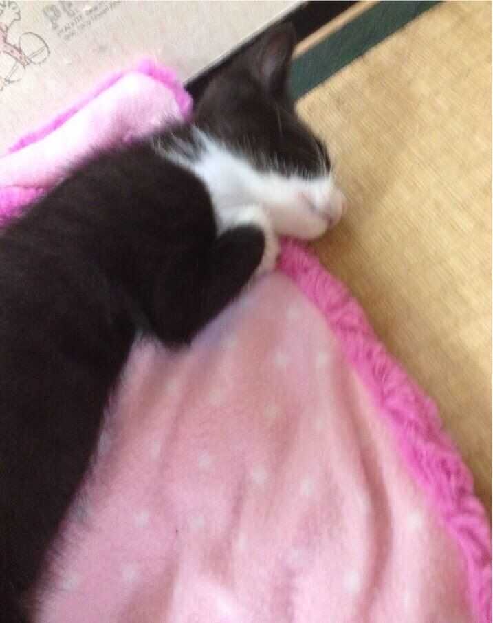 goyuca77's tweet photo. 8/6は
フィガロおうちの子記念日🏠
たくさんの兄妹といたのに
急にひとり家に連れてこられて
最初の方はしょんぼり大人しすぎて
弱々しく見えとても心配しました。
私のニャンダフルライフが始まった日
☺️🥹💕💕💕💕 https://t.co/ei2RmCCgXW