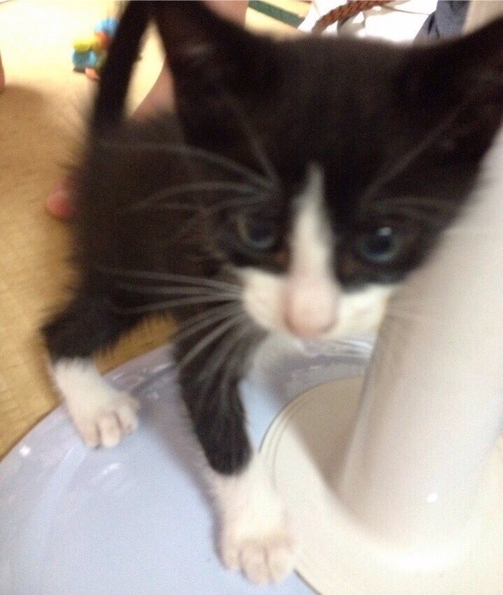 goyuca77's tweet photo. 8/6は
フィガロおうちの子記念日🏠
たくさんの兄妹といたのに
急にひとり家に連れてこられて
最初の方はしょんぼり大人しすぎて
弱々しく見えとても心配しました。
私のニャンダフルライフが始まった日
☺️🥹💕💕💕💕 https://t.co/ei2RmCCgXW