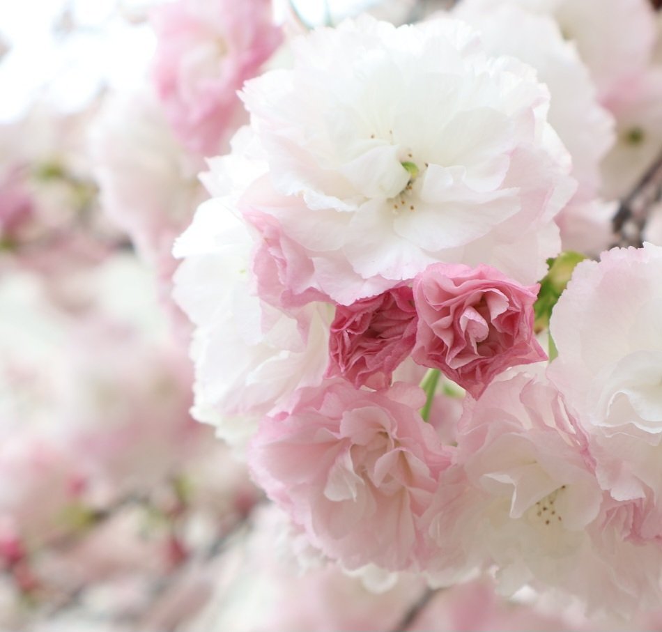 cosmos_akisakra's tweet photo. 平和への祈り花 https://t.co/BmMgHYZrYQ