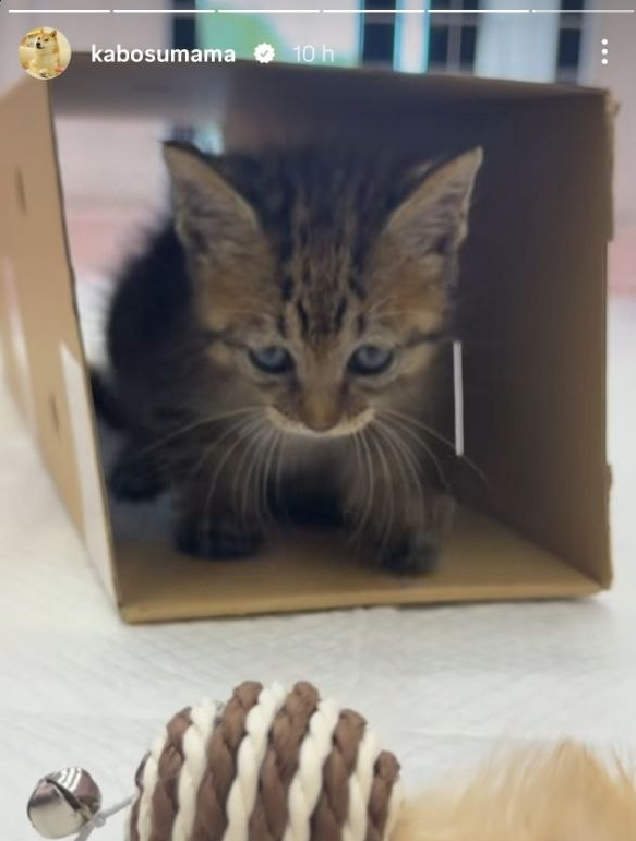 MoEthWhale's tweet photo. After Dog(e), comes Cat(e).

Get ready for Catecoin to begin the most hated rally since Dogecoin.

It's cat(e) szn.🐈

CA: Ai66LHZG9MCzg1WKdawwqduVAXpNDUuV8M3uyq5ppump https://t.co/owOw5Utk6V