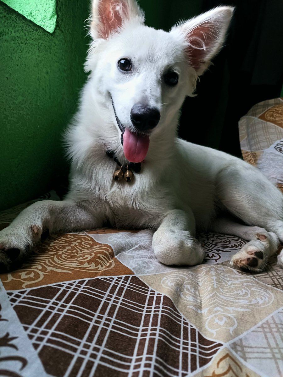 TheBarkingStar's tweet photo. "A smile that makes every day better. 🐾✨ #DogLife #PetLove #CuteDog #GoodVibes #DogPhotography #BestBuddy #DogsOfTwitter #viralㅤㅤ #trending https://t.co/iwttO1Y3hT