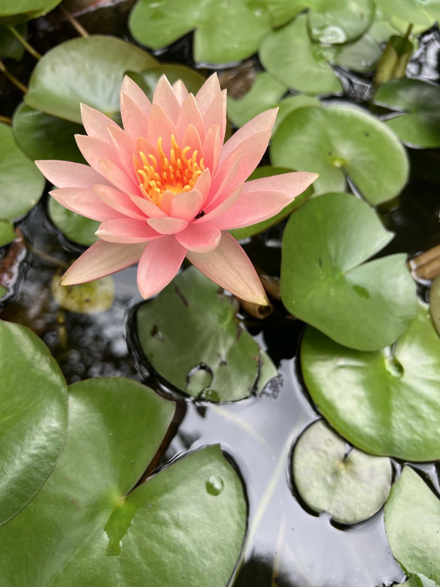 _myartjournal's tweet photo. If you #tend to the right material.
It takes sometime to see that the grief is playing role of filth to blossom into beauty.
#vss365 https://t.co/olVaYT2vly