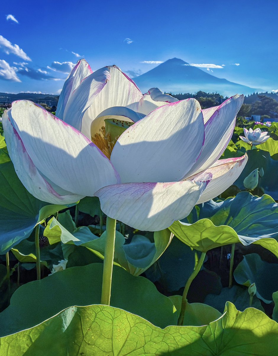 tenkunofuji's tweet photo. 蓮の花 https://t.co/VZYl9TqZsW