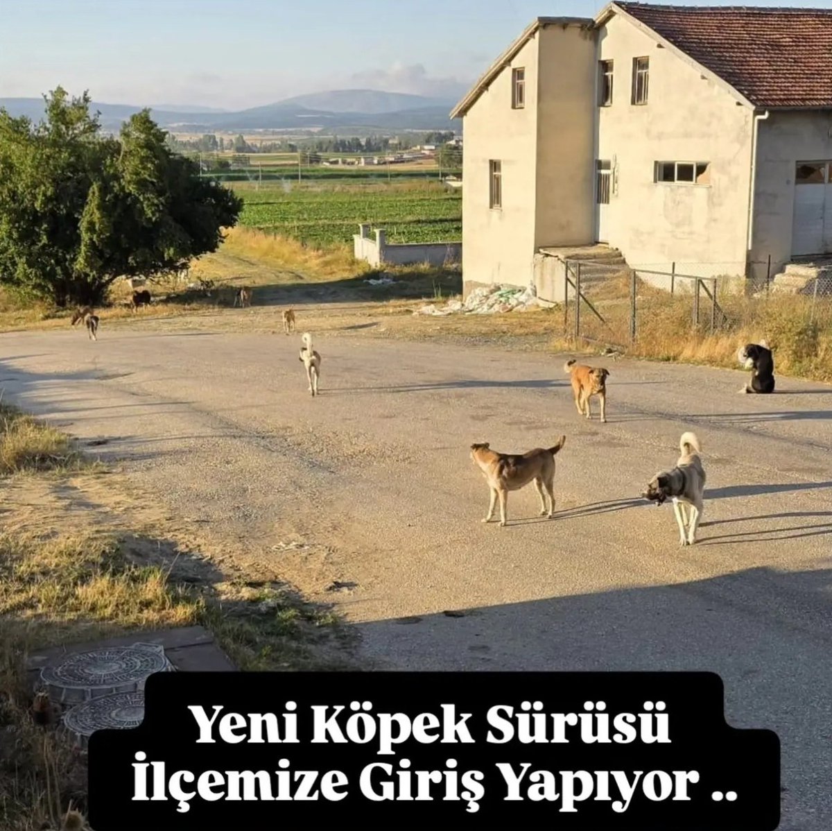 GusoderX's tweet photo. 🔴 | Kastamonu'nun Devrekani ilçesinde bir sokağı başıboş köpekler ele geçirmiş.

⁉️ Bir değil iki değil tam 11 başıboş köpek var. Burada yaşayan insanların can güvenliği var mı?

➡️ Başıboş köpekler derhal toplanması gereken bir can güvenliği tehdidir. 5199 sayılı Kanun gereği belediyelerin başıboş köpekleri derhal toplaması zorunludur.

➡️ Belediyelerin başıboş köpekleri toplamakla ilgili görevlerini yerine getirmesini izlemek, denetlemek, yönlendirmek ve 5199 sayılı Kanun'un uygulanmasını sağlamak "görev, yetki ve sorumluluğu" Valilere aittir.

➡️ Kastamonu Valimiz Sayın @MeftunDalli, 5199 sayılı Kanun'un tavisiz bir şekilde uygulanması için etkin bir denetim ve ceza mekanizması işletilmesini talep ediyoruz.

@DevrekaniG I @kastamonuvalilk