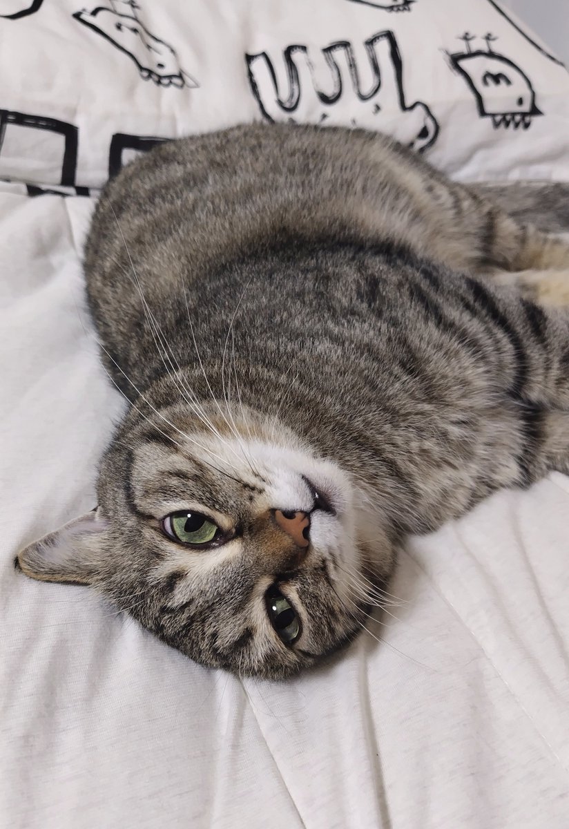 ゴロー🐾 (@cat_56chan) / Posts / X