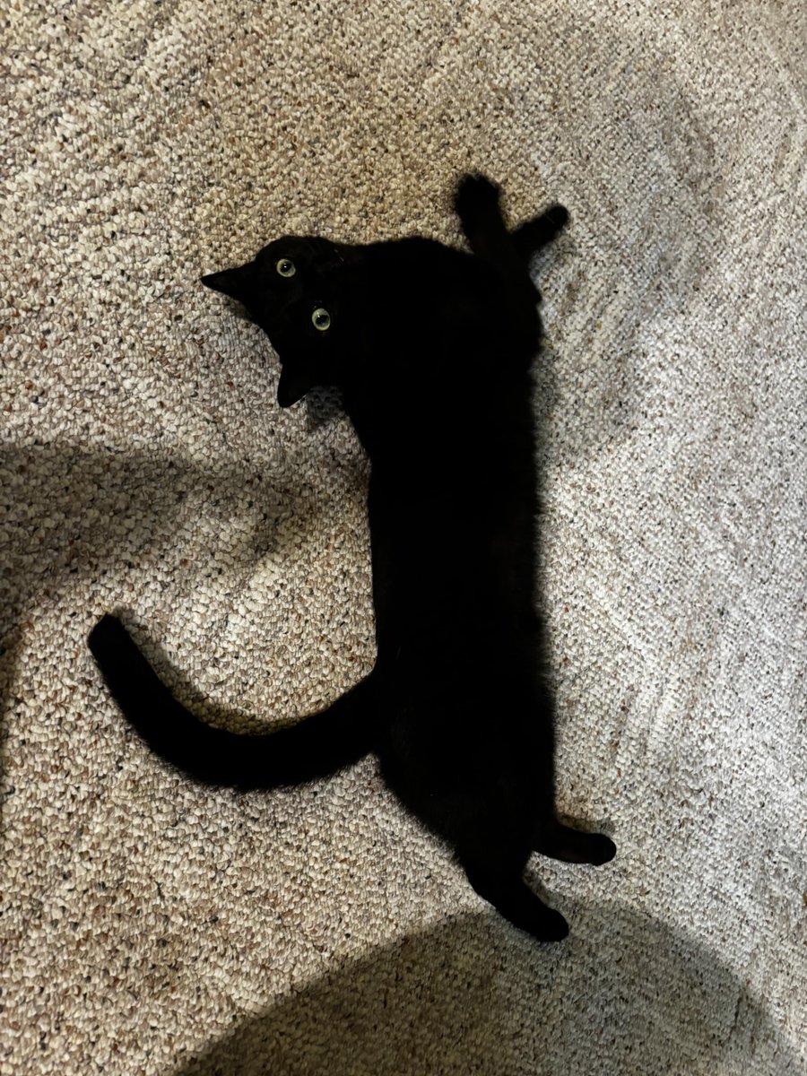ih8sand's tweet photo. I still haven’t recovered from the fact that my cat was running around with a non-food object in his mouth and I was trying to wrestle it from him while yelling “WHAT DO YOU HAVE!?” and he, in fact, was running around with fuckin’ Obi-Wan Kenobi. https://t.co/FgKyNjZ5YB