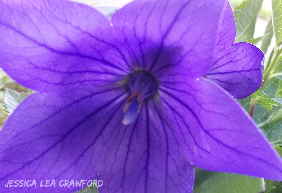 _Jessica_Lea_'s tweet photo. Ballon Flower 

#balloonflowers #Flowers #flowerphotography https://t.co/k4rR8RNreY