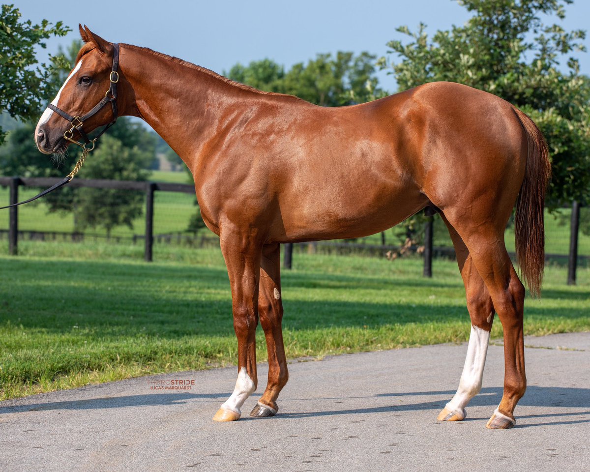 DenaliStud's tweet photo. Introducing @FasigTiptonCo Saratoga Hip 177! This colt by Flightline out of the stakes-winning mare Curlin’s Catch has been a catch from day one. Born and raised at Denali Stud with all the potential to be your next Saturday Afternoon Horse 🐎  Come see us Friday in Barn 7A! https://t.co/EYwdG9rZAE