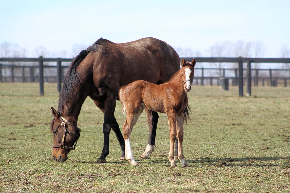 DenaliStud's tweet photo. Introducing @FasigTiptonCo Saratoga Hip 177! This colt by Flightline out of the stakes-winning mare Curlin’s Catch has been a catch from day one. Born and raised at Denali Stud with all the potential to be your next Saturday Afternoon Horse 🐎  Come see us Friday in Barn 7A! https://t.co/EYwdG9rZAE
