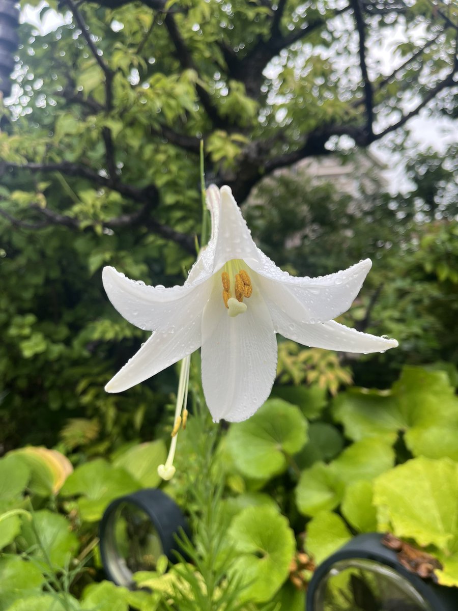 fmyamato's tweet photo. 8/6木曜日のあさばん！間もなくスタート！今日は広島平和記念日。平和の歌を。 https://t.co/bCNrIIMmMa