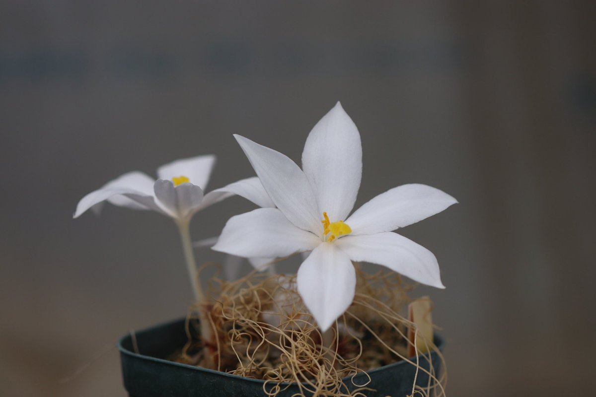 OhgiNursery's tweet photo. Gethyllis verticillata/ゲチリス・ヴェルティシラータが咲きました。
今回は10個体ぐらい咲いて受粉したのでまあまあ種が採れそうです。
#gethyllis #capebulb #ゲチリス #ケープバルブ https://t.co/x1Ma5oOXBr