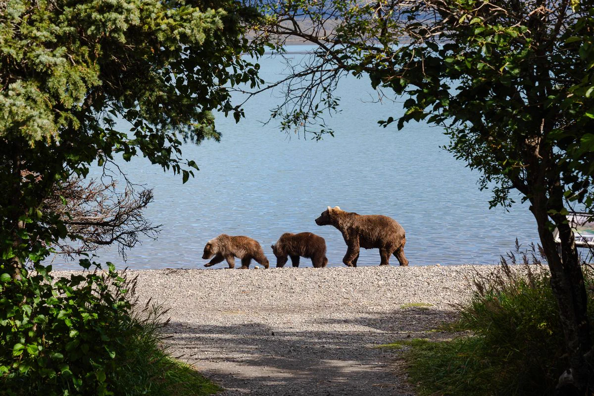 2 Katmai National Park bear cubs killed in attacks days apart
