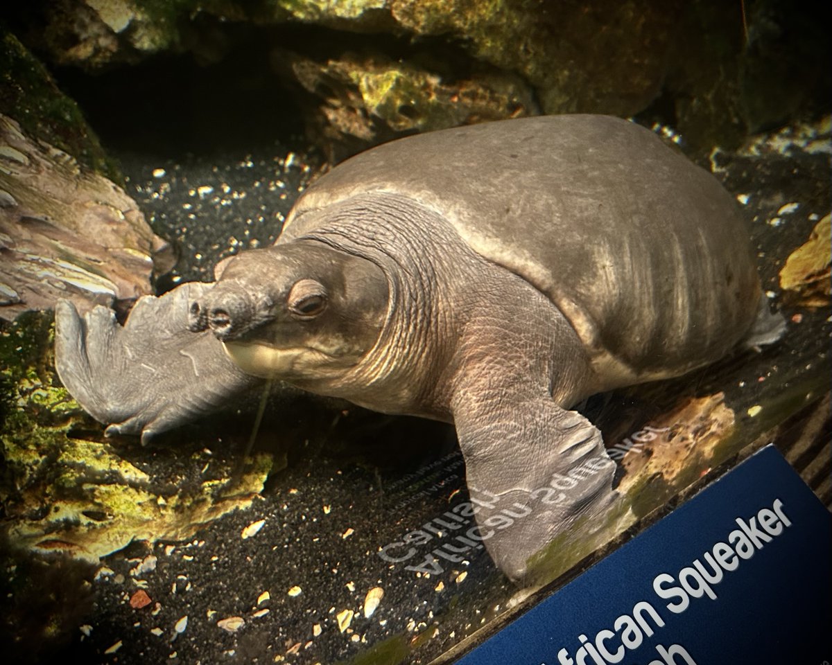 LIaquarium's tweet photo. The Fly River Turtle, also known as the Pig-Nosed Turtle because of its peculiar fleshy snout, uses this unique feature as a snorkel to breathe air at the surface, enabling it to survive in oxygen-poor waters. 🐽🐢 https://t.co/JAVM8taEVD