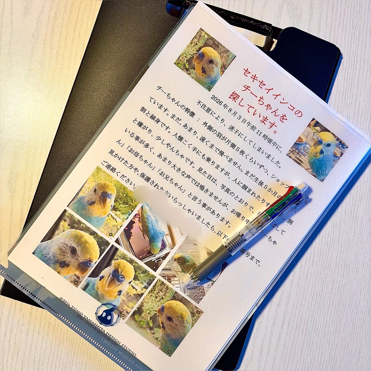 WatanabeChichan's tweet photo. チラシを刷って家を中心に各方向にローラー作戦。他人の家のチャイムを押し歩いていましたが無事見つかりました🦜、投稿拡散やいいね❤️してくださった皆さん、そして心配してくださった皆さん、大変ありがとうございました。世の中まだそんなに悪くはないと思えました。本当にありがとうございました😭 https://t.co/Qzoqaqm8Cm