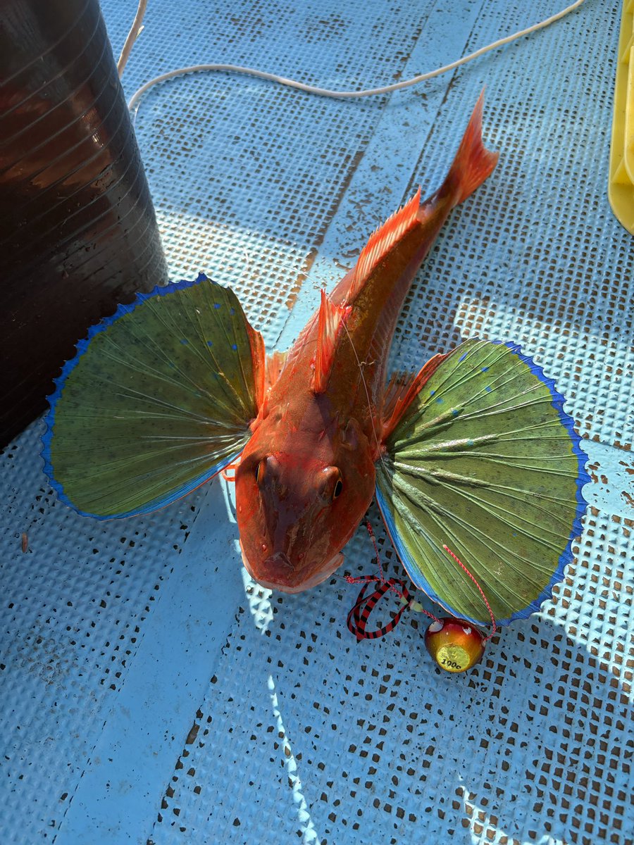 seizemu's tweet photo. ホウボウ！
初めて釣った(笑) https://t.co/6JFWbXzKuG