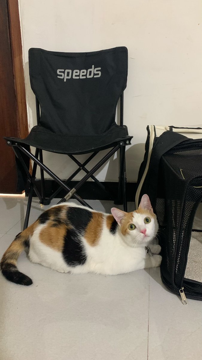 KapudS640's tweet photo. Kalau boleh flexing apa aja, kalian mau flexing apa?

Kalau aku? Ini. 🤣

Gimana caranya biar kucing nggak ngamuk pas dibersihin?

Ya dipuji dulu. 🤍

"Ih, anak mama cantik banget. Masa kupingnya kotor?"

"Aduh, cantiknya anak mama. Hidungnya pink, sini mama bersihin dulu ya."

"Wah, pinter banget anak mama. Habis pup langsung nutup. Sini mama cebokin dulu pakai tisu basah khusus pet biar wangi."

"Kuku Lecy udah panjang nih, Nak. Mama potong ya, biar nanti pas main mama nggak kesakitan."