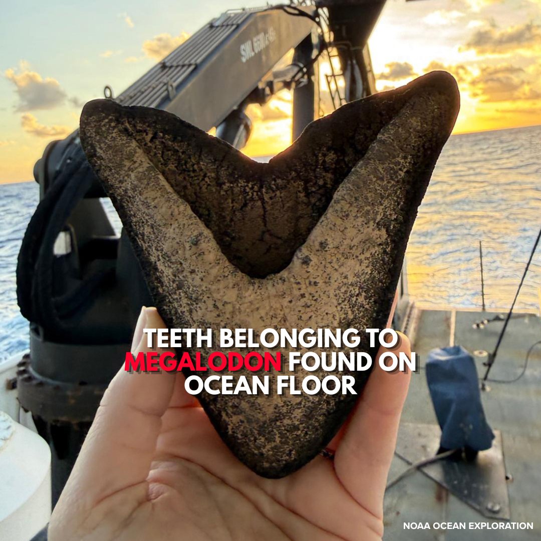 foxweather's tweet photo. 🦈 MEGA FIND: Several teeth belonging to the world's largest shark, the megalodon, were recently found along the ocean floor in the South Pacific.

Click the link to read more: https://t.co/s5tRG7j3h9

#Sharks #Ocean #FOXWeather https://t.co/z3ZLIYKUzR