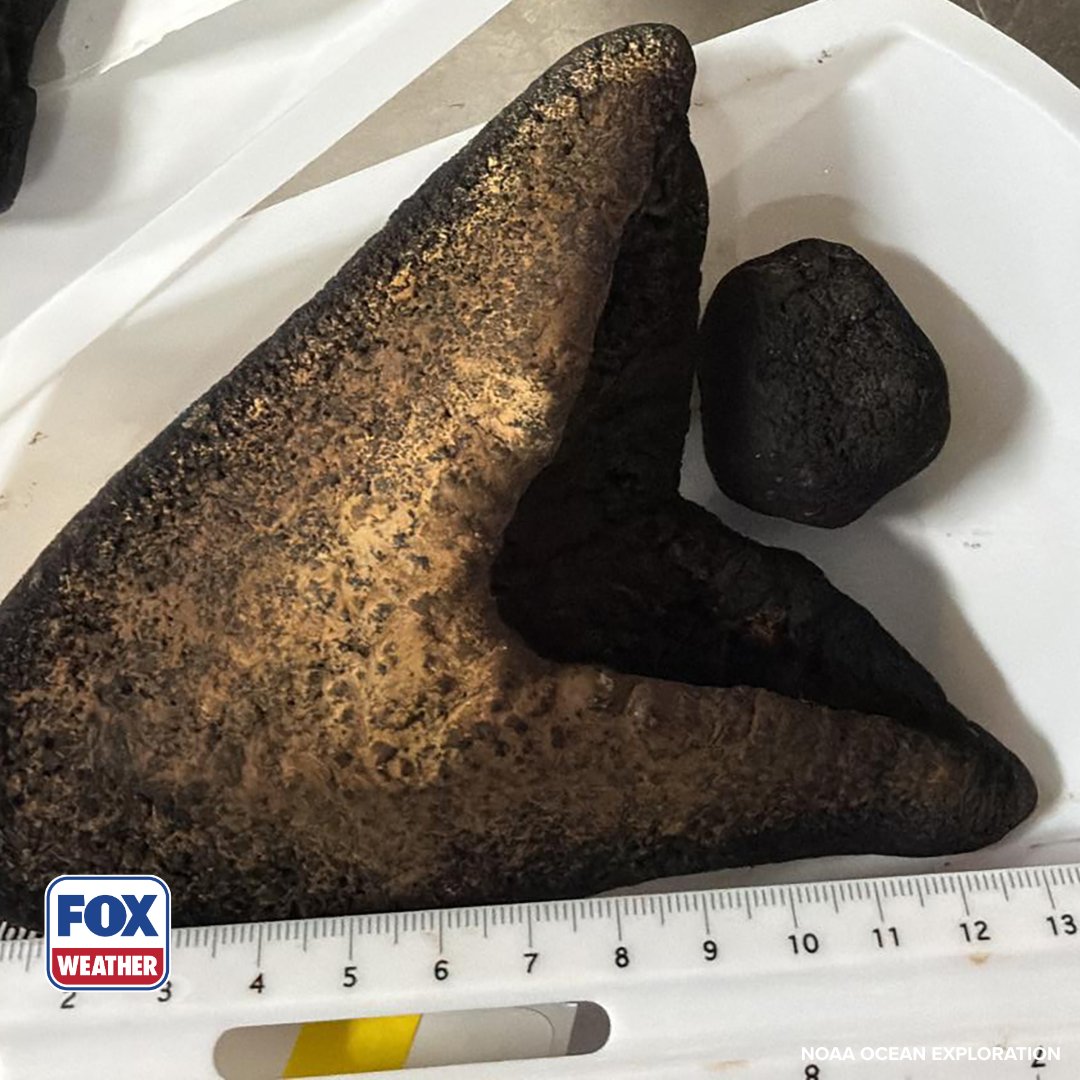 foxweather's tweet photo. 🦈 MEGA FIND: Several teeth belonging to the world's largest shark, the megalodon, were recently found along the ocean floor in the South Pacific.

Click the link to read more: https://t.co/s5tRG7j3h9

#Sharks #Ocean #FOXWeather https://t.co/z3ZLIYKUzR